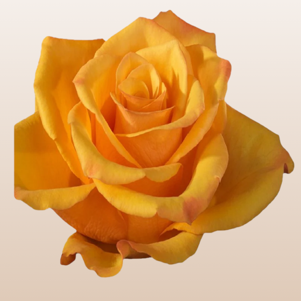 Tycoon Roses