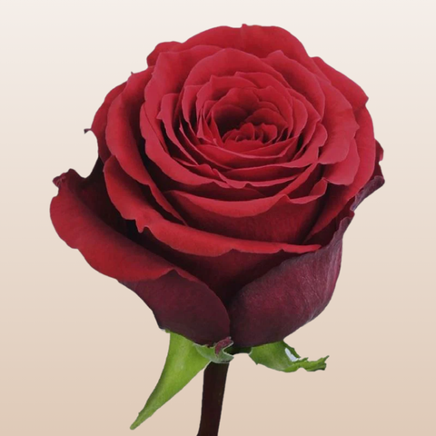 Undercover Red Roses