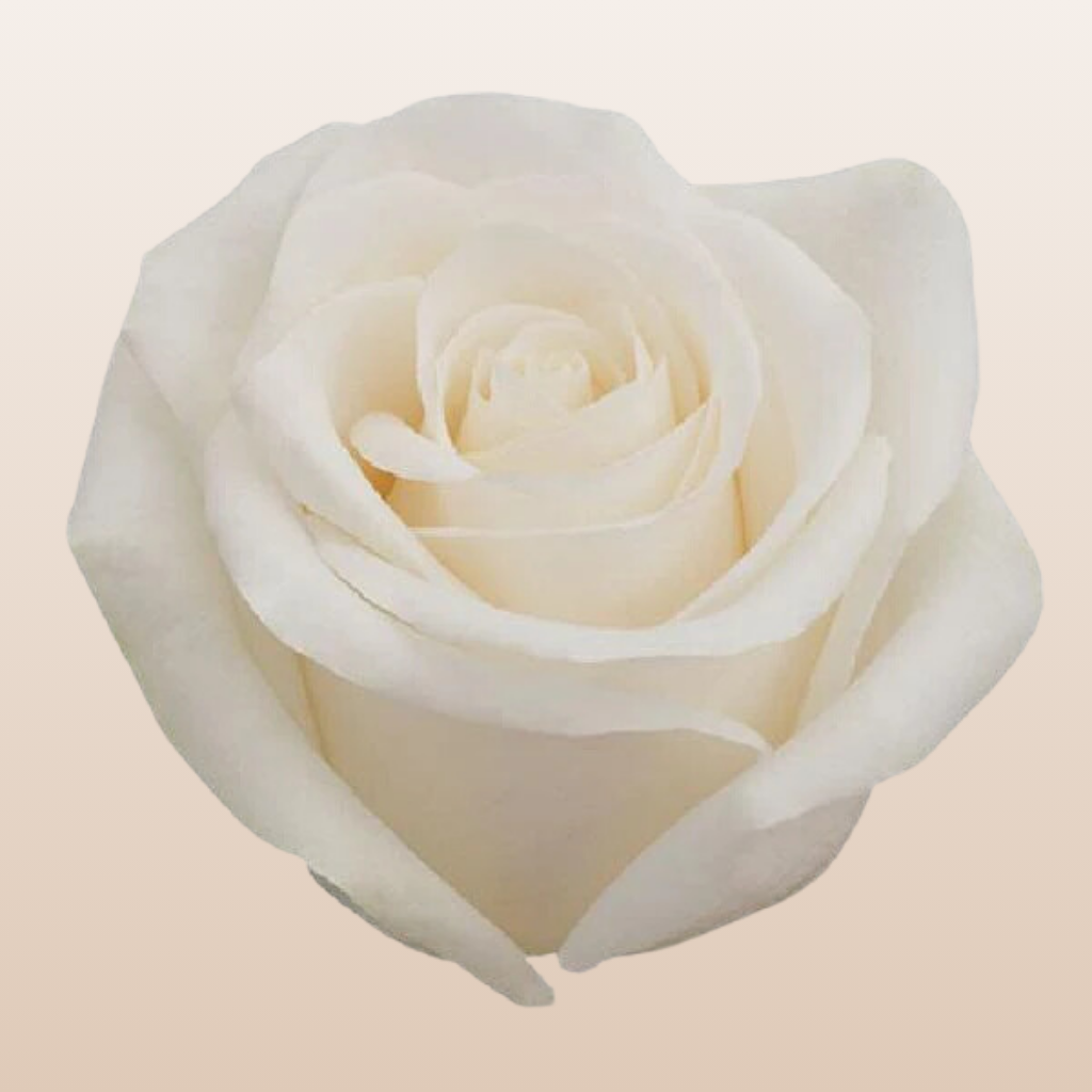 Vendela Roses