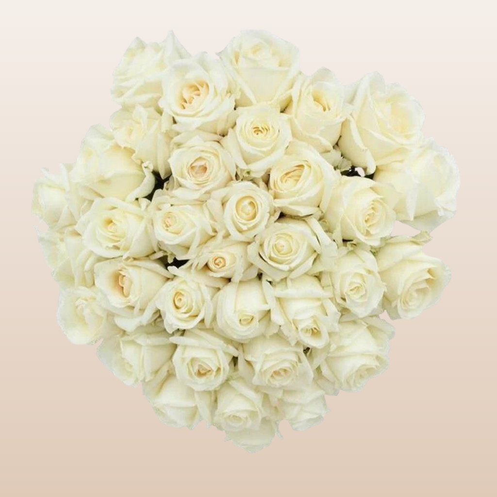 Mondella Roses Vendela Roses – EbloomsDirect