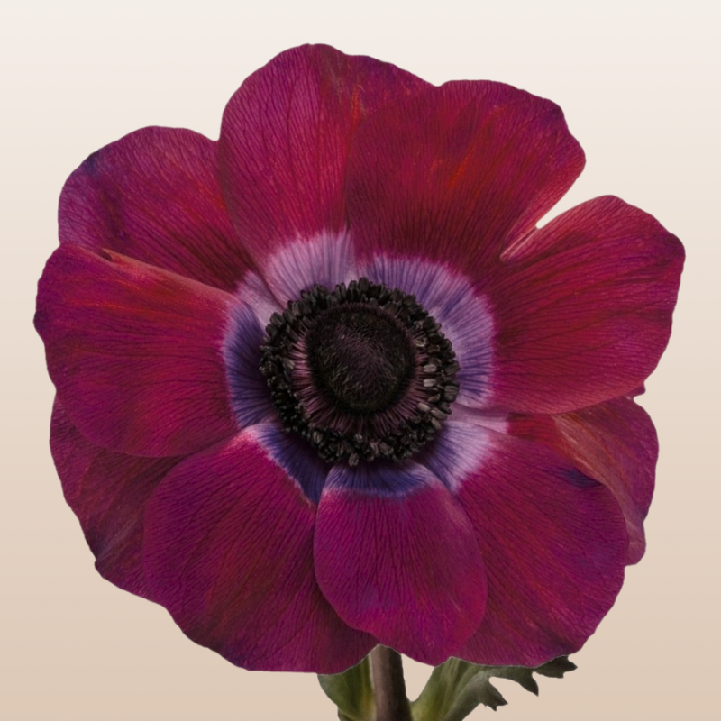 Anemones Viola Bordeaux