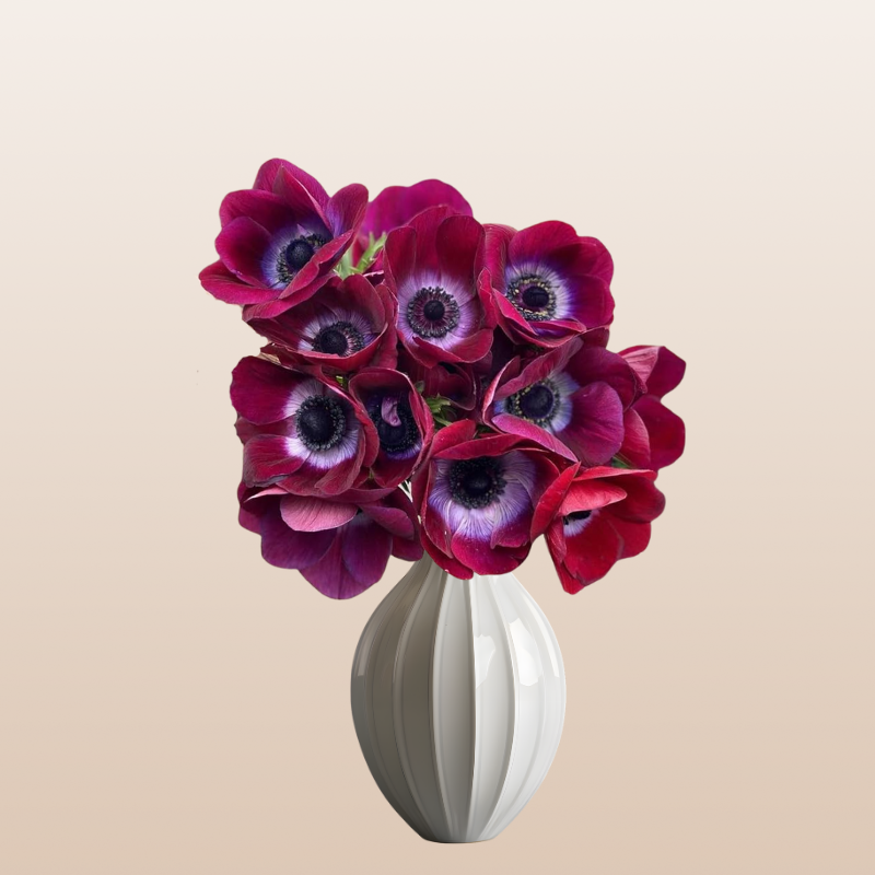 Anemones Viola Bordeaux