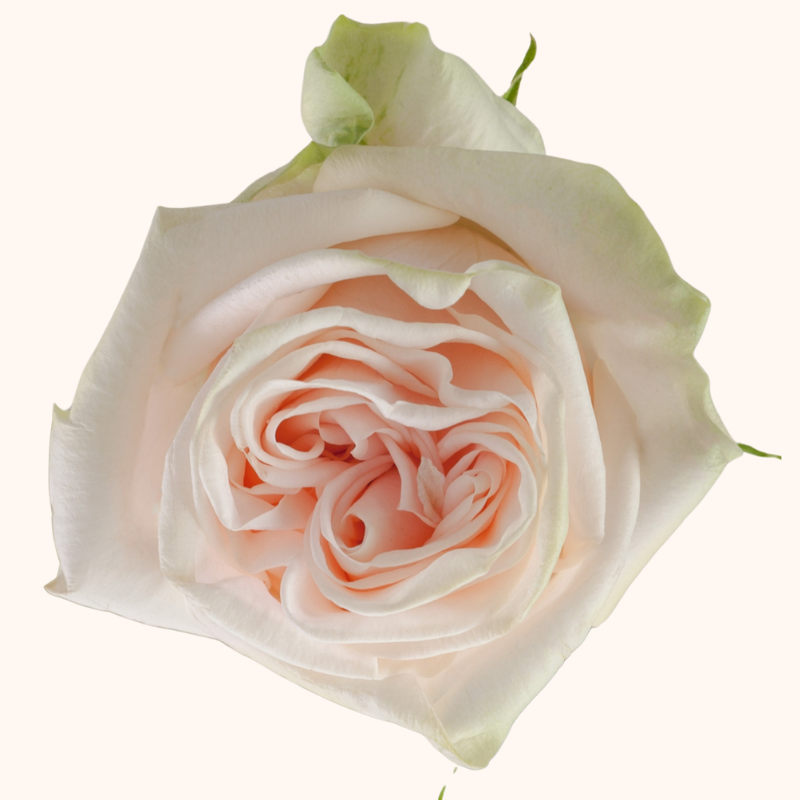 Wedding Spirit Garden Roses