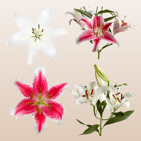 large pink and white lily White