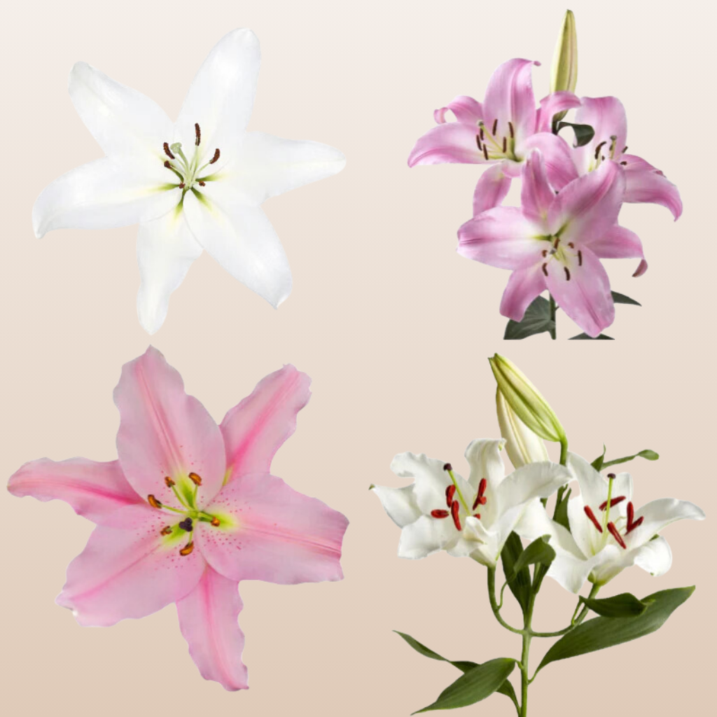 White - Light Pink O Lilies