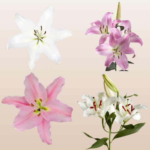 White - Light Pink O Lilies