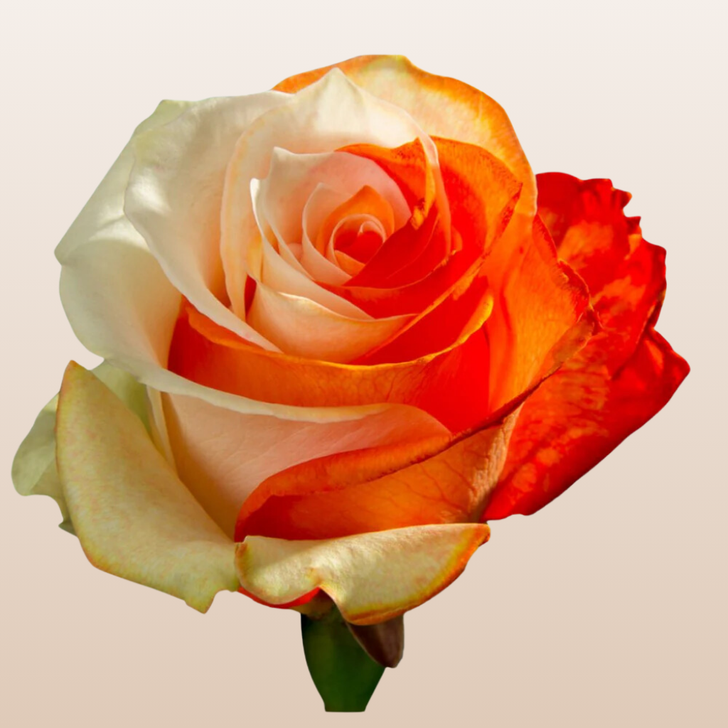 White - Orange Tinted Roses