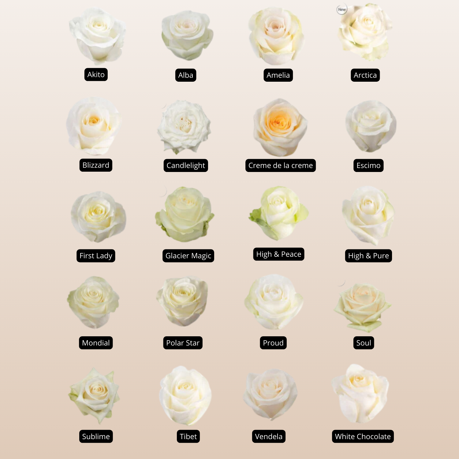 White Roses Variants White Assorted Roses – EbloomsDirect