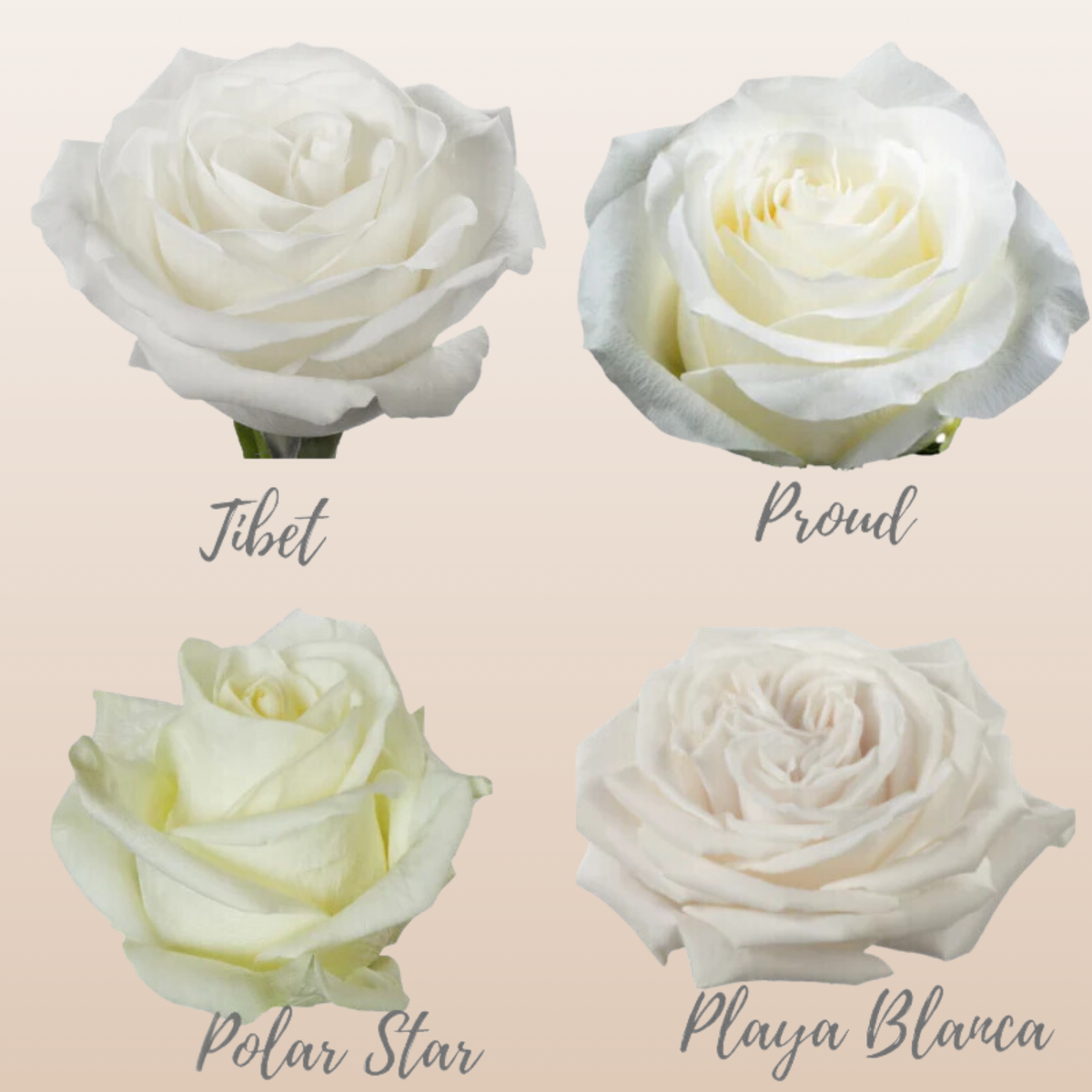 White Assorted Roses