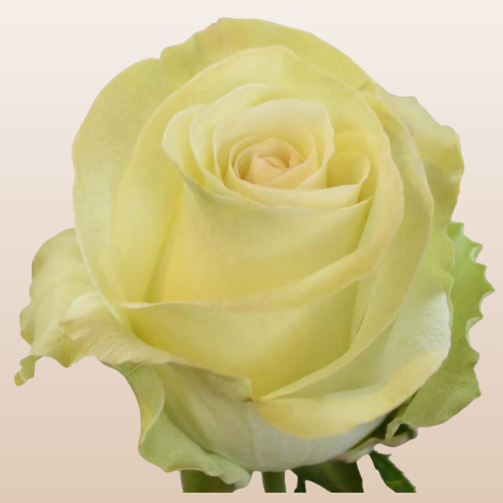 White Chocolate Roses