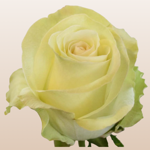 White Chocolate Roses