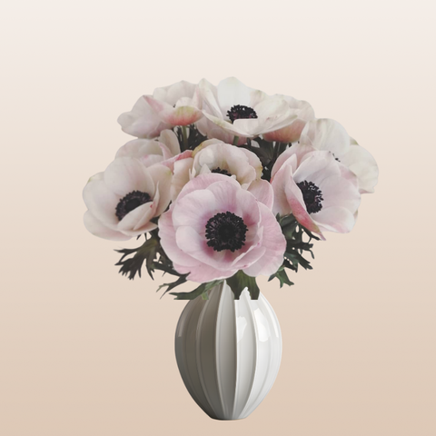 Anemones Blush