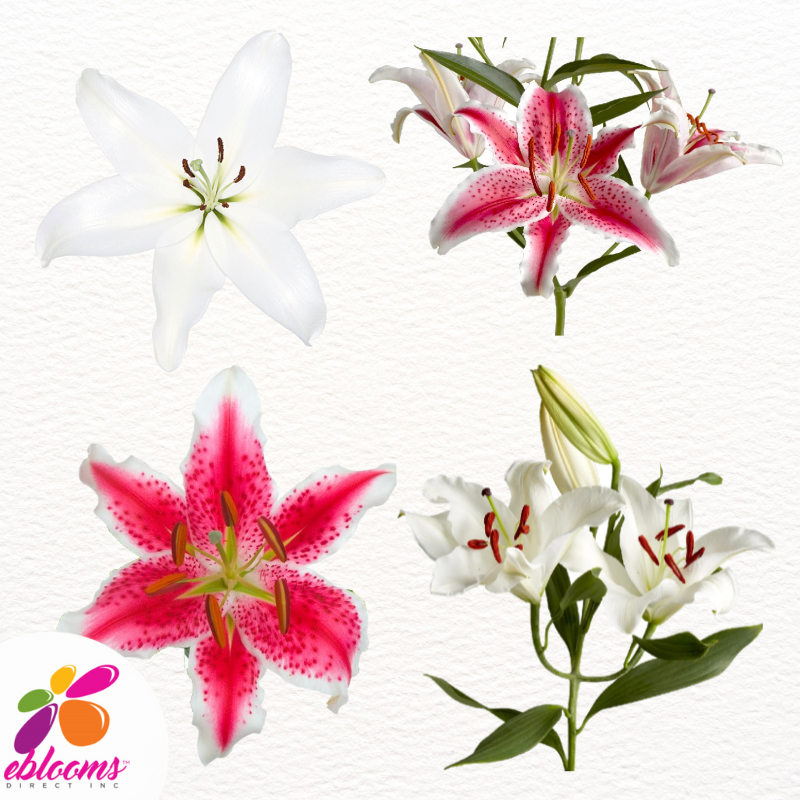 White and Hot Pink Oriental Lilies - EbloomsDirect