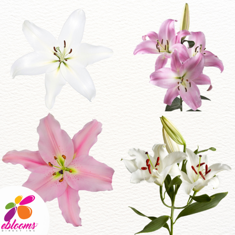 White And Light Pink Oriental Lilies - EbloomsDirect