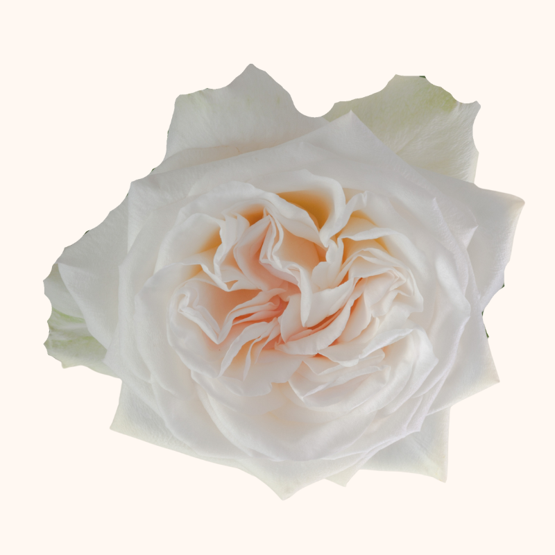 White O'hara Garden Roses