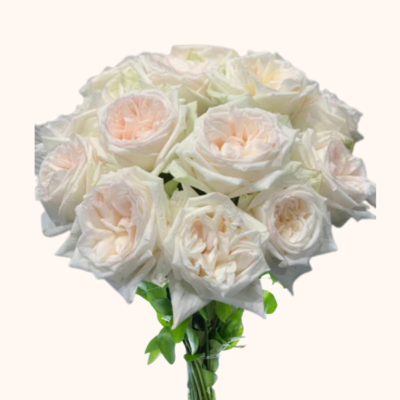 White O'hara Garden Roses