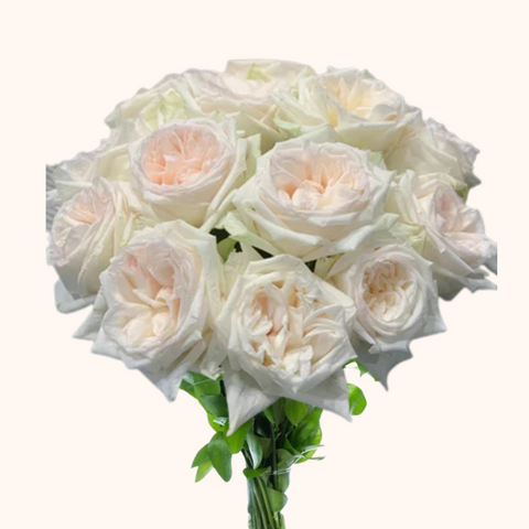 White O'hara Garden Roses