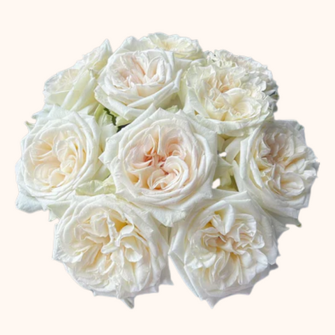 White O'hara Garden Roses