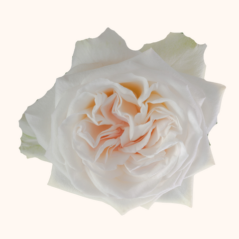 White O'hara Garden Roses