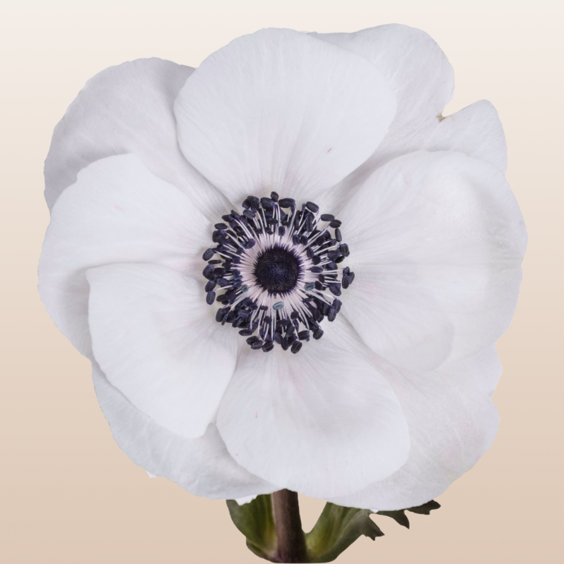 Anemones White Panda