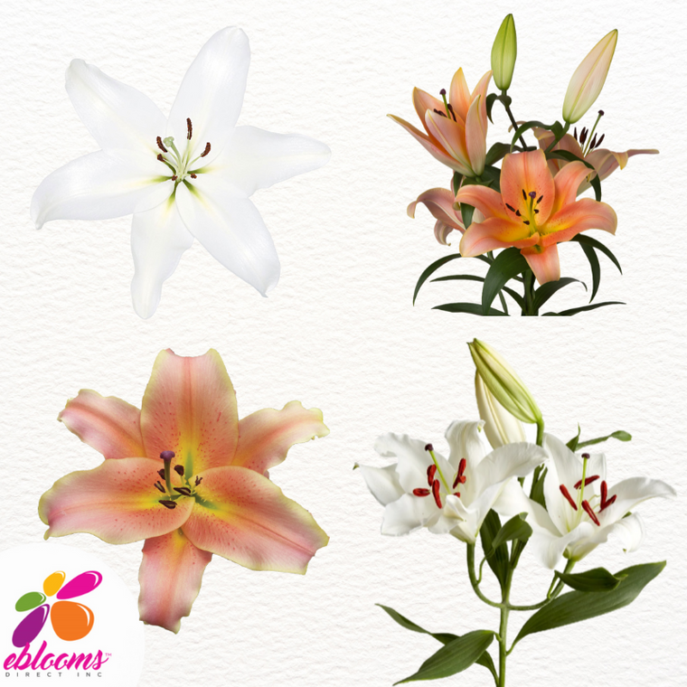 White and Peach Oriental Lilies -PK 60