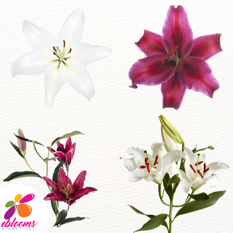 White and red Oriental Lilies - EbloomsDirect