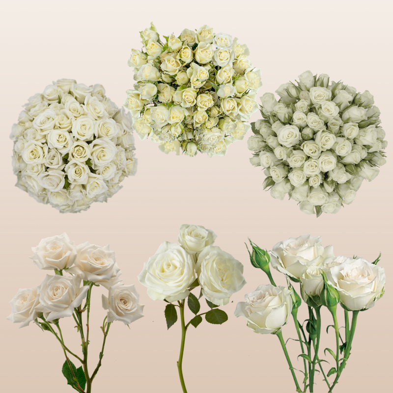 Spray Roses White Assorted