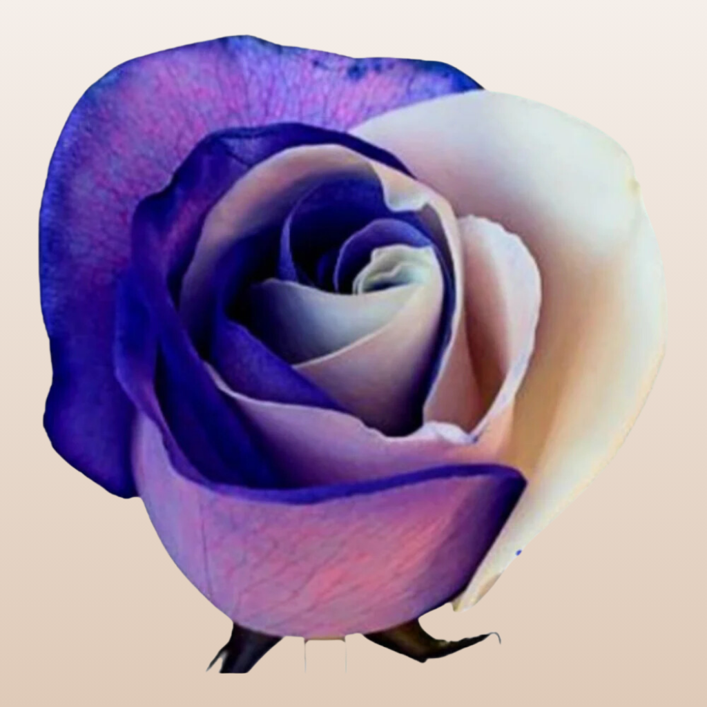 White and Purple Tinted Roses
