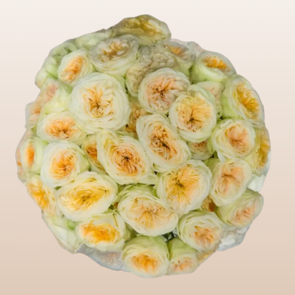 Winke Allure Ivory Spray Garden Roses