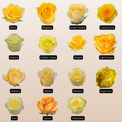 Yellow Roses Multipetals Yellow Roses Assorted near me - EbloomsDirect
