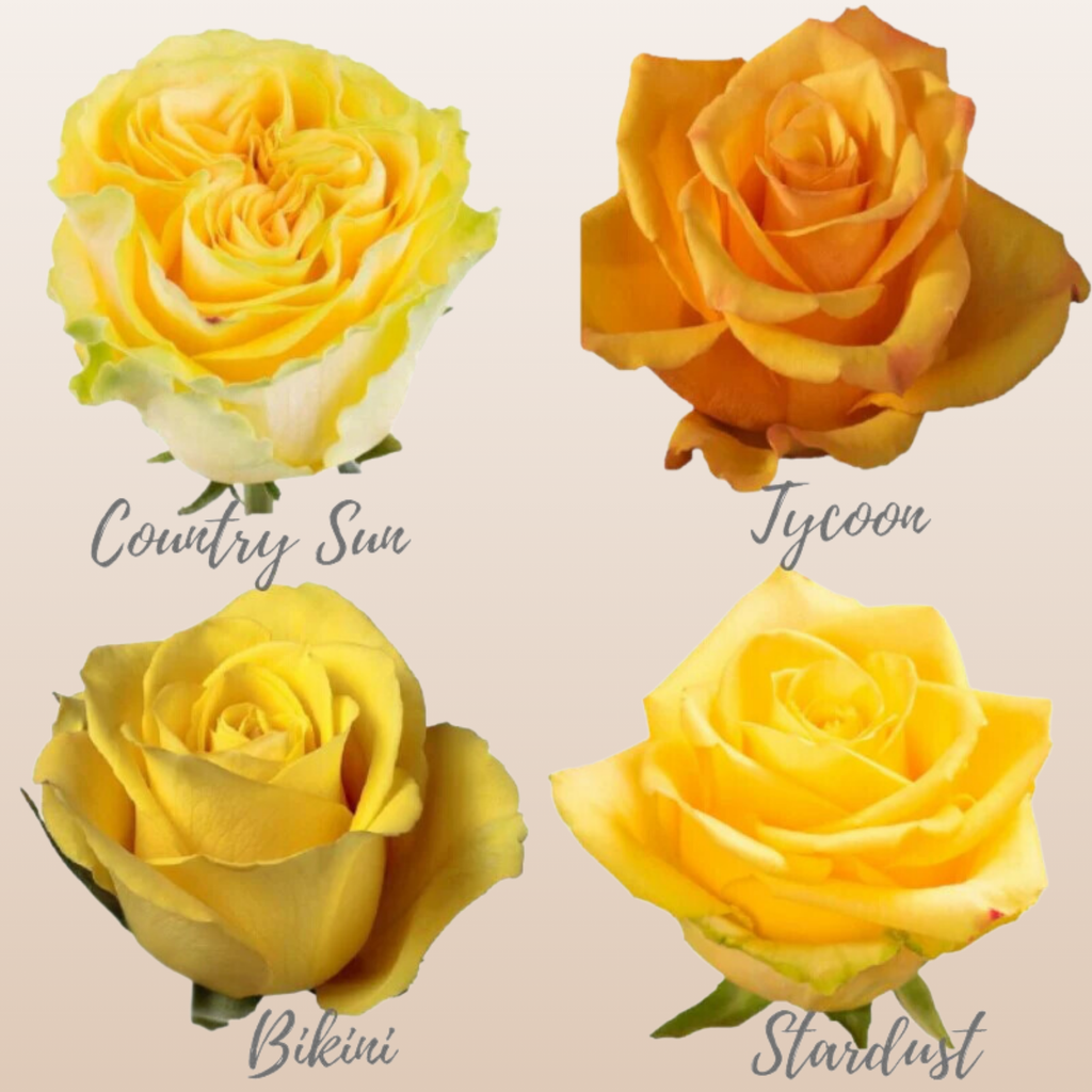 Yellow Roses Assorted near me - EbloomsDirect