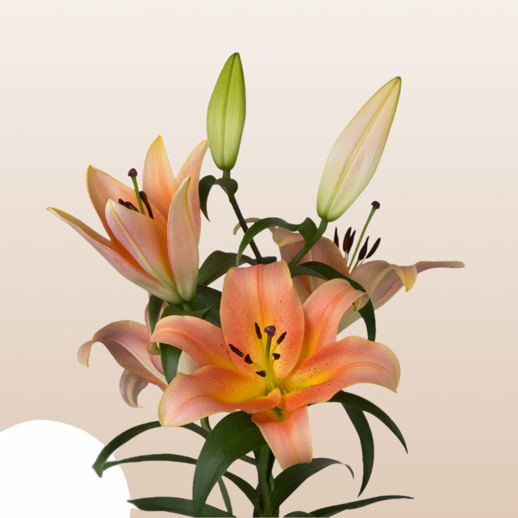 peach asiatic lilies Zelmira Peach Oriental Lilies