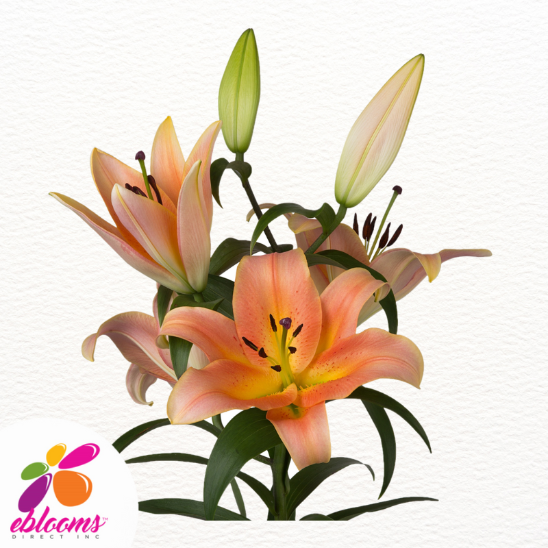 Zelmira Peach Oriental Lilies - EbloomsDirect