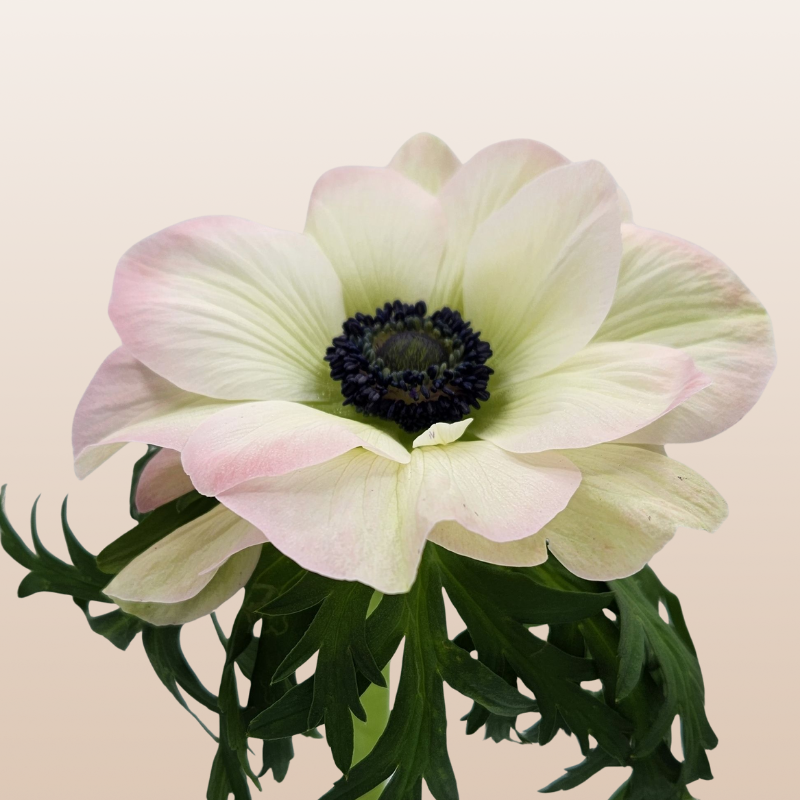 Anemones Light Pink Rosa Chiaro