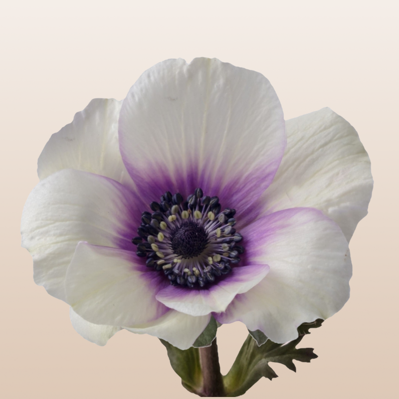 Anemones Bicolor White/Purple