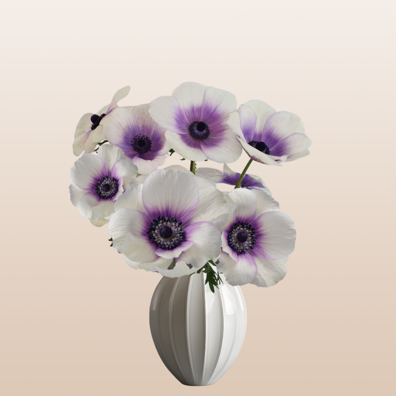Anemones Bicolor White/Purple