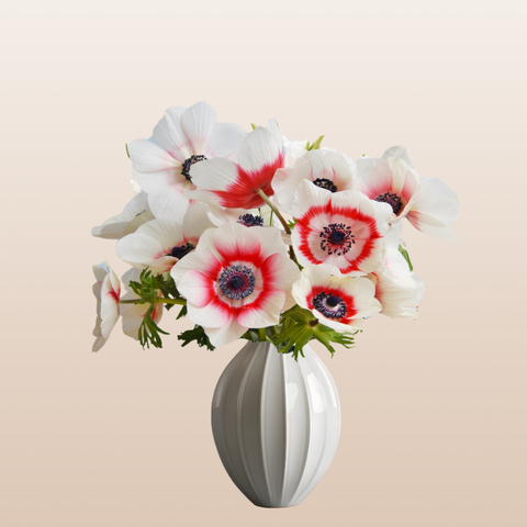 Anemones Bicolor White/Red