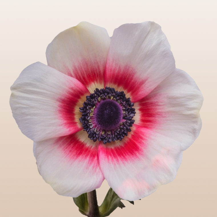 Anemones Bicolor White/Red