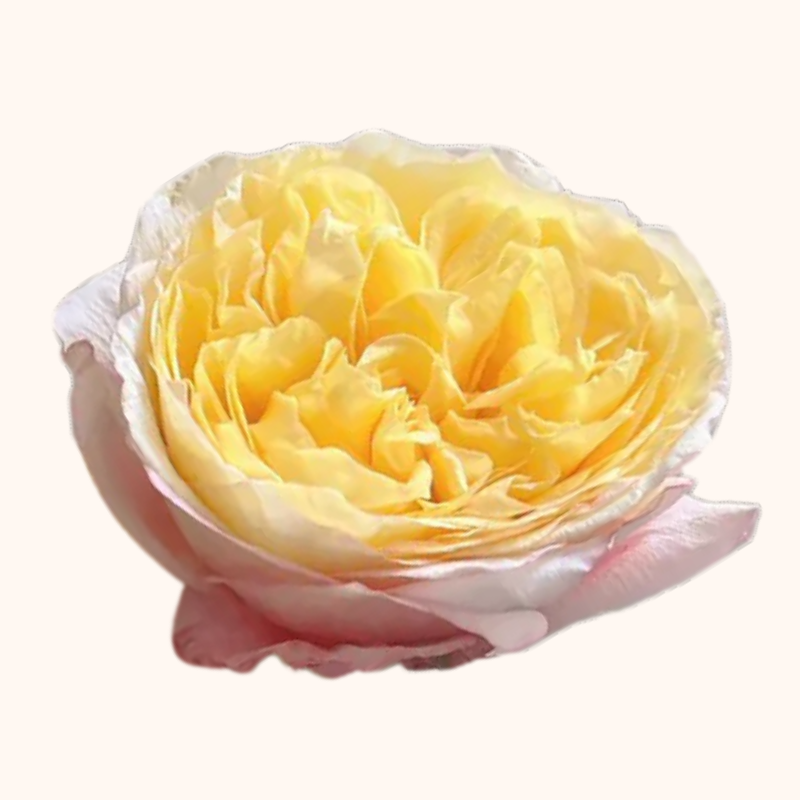 Cream Juliet Peach Garden Roses