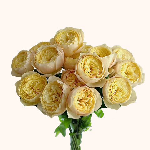 Cream Juliet Peach Garden Roses