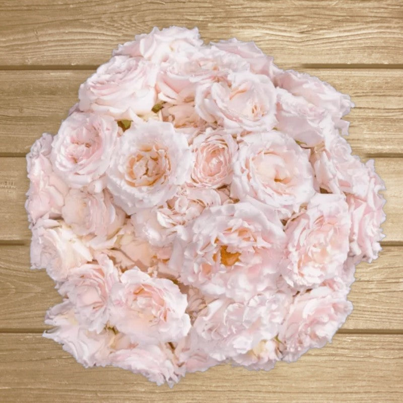 Wedding Rosever Blush Pink Spray Rose - EbloomsDirect