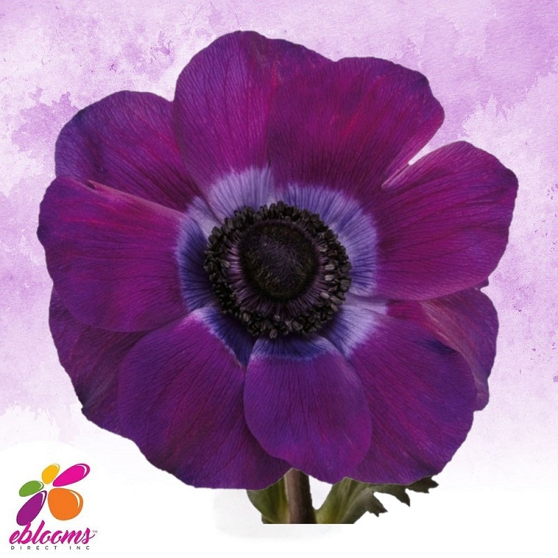 Anemone Viola Dark Purple - EbloomsDirect