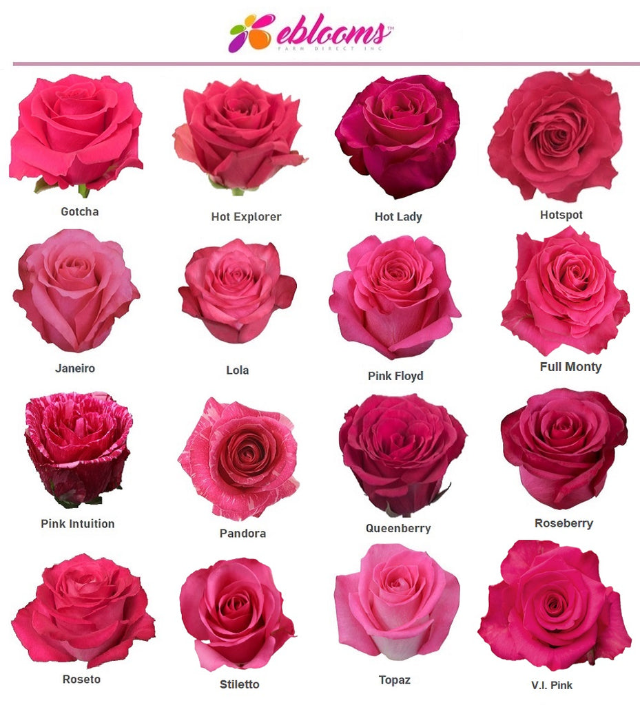 Hot Pink Roses- Eblooms Direct