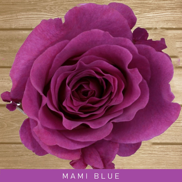 Mamy Blue Garden Rose - Purple Rose Bush on Sale - Free Delivery $80 ...