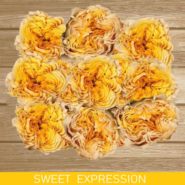Gardens Roses Sweet Expression - Yellow - AG
