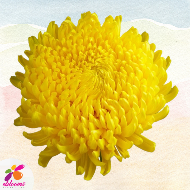 Chrysanthemum Yellow Astroid
