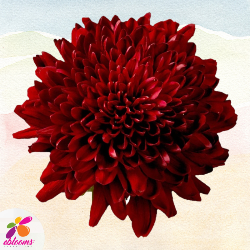 Chrysanthemum Red Velvet
