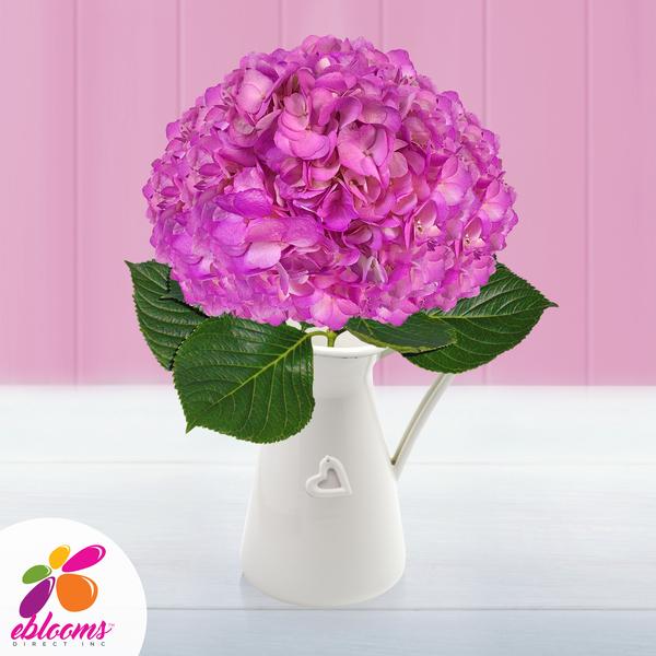 Hydrangea Hot Pink Airbrushed - EbloomsDirect