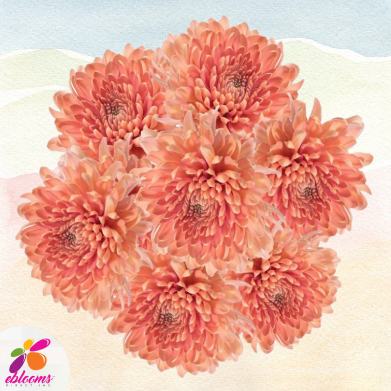 Chrysanthemum Peach Linette