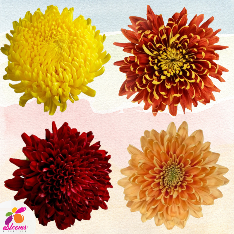 Chrysanthemum Bright Assorted - EbloomsDirect – Eblooms Farm Direct Inc.